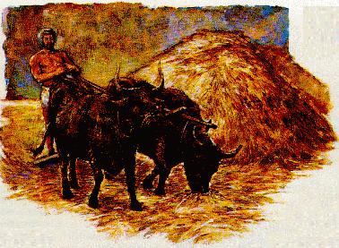 Tu ne muselleras pas le boeuf qui foule le grain